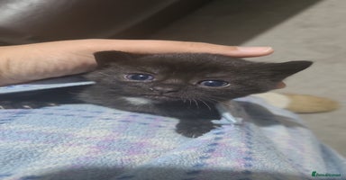 British Shorthair cats - Advert 6