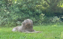 Labradoodle dogs for sale: F4 Standard Labradoodles (Fully Health Tested) - Image 1