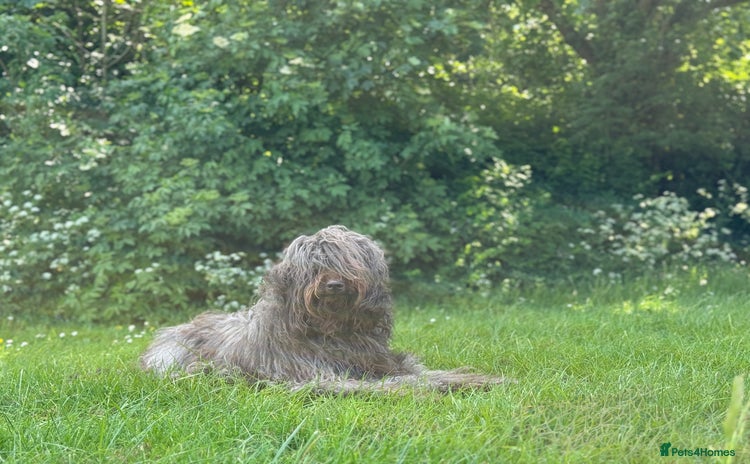 Labradoodle dogs - Advert 1