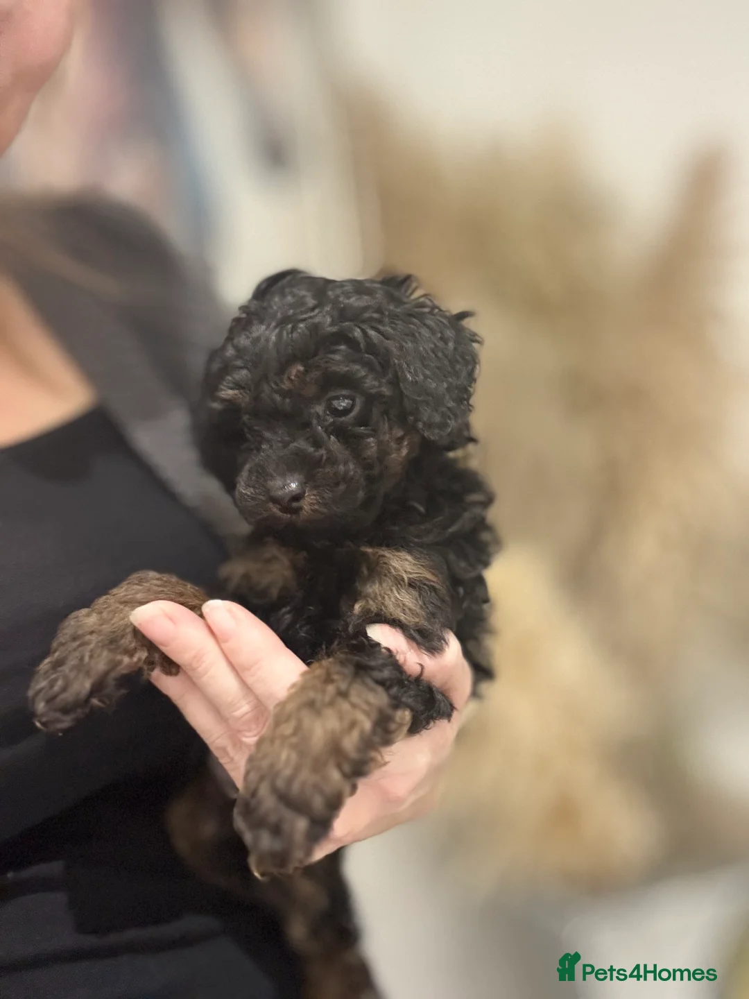Cavapoo dogs for sale:  ** /TOY MULTI GEN CAVAPOO BOY - Advert 7