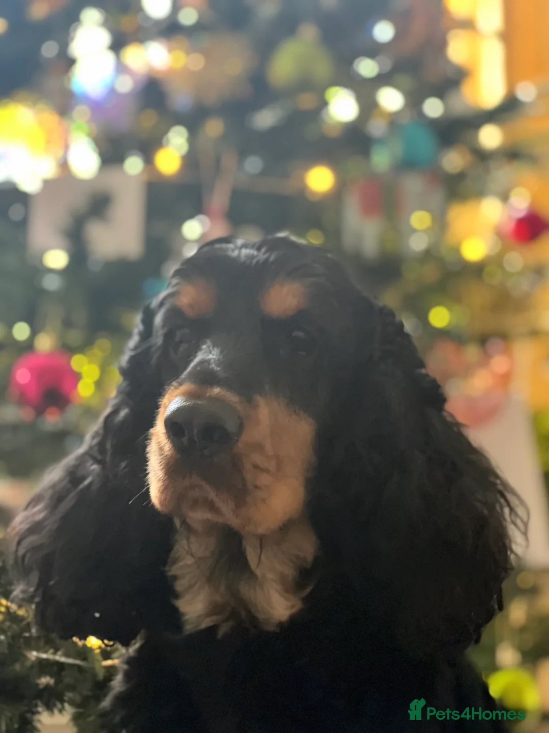 Cocker Spaniel dogs for sale: Beautiful Boy looking for forever home - Advert 1