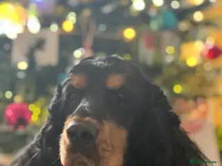 Cocker Spaniel dogs Beautiful Boy looking for forever home - Advert 2