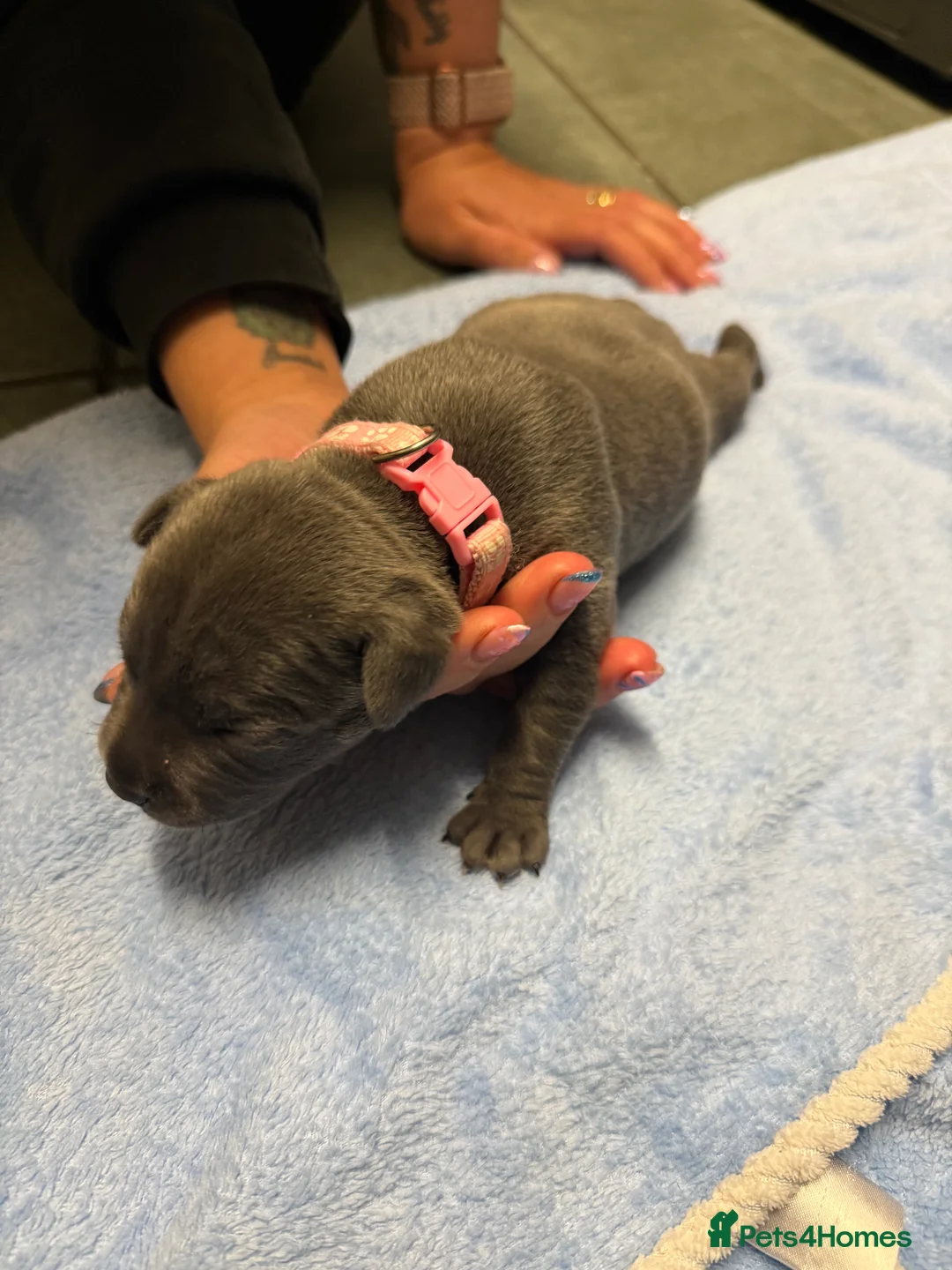 Staffordshire Bull Terrier dogs for sale: 1 female  Blue Staffordshire bull terrier staffy - Advert 25