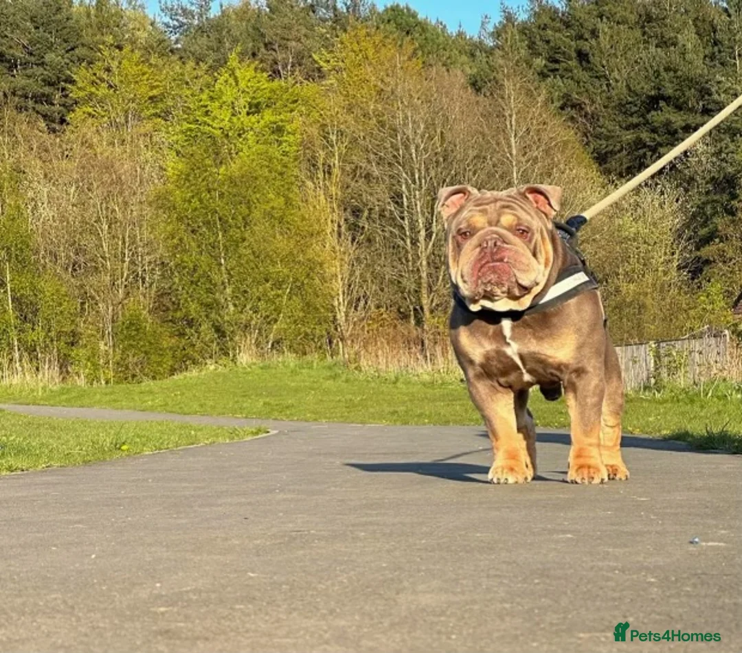 English Bulldog dogs for stud: Fully Suit Lilac Tan Stud newly REDUCED price in Whitley Bay - Advert 5