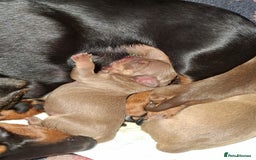 Mixed Breed dogs for sale: Miniature dachsund x chihuahua puppies - Image 3