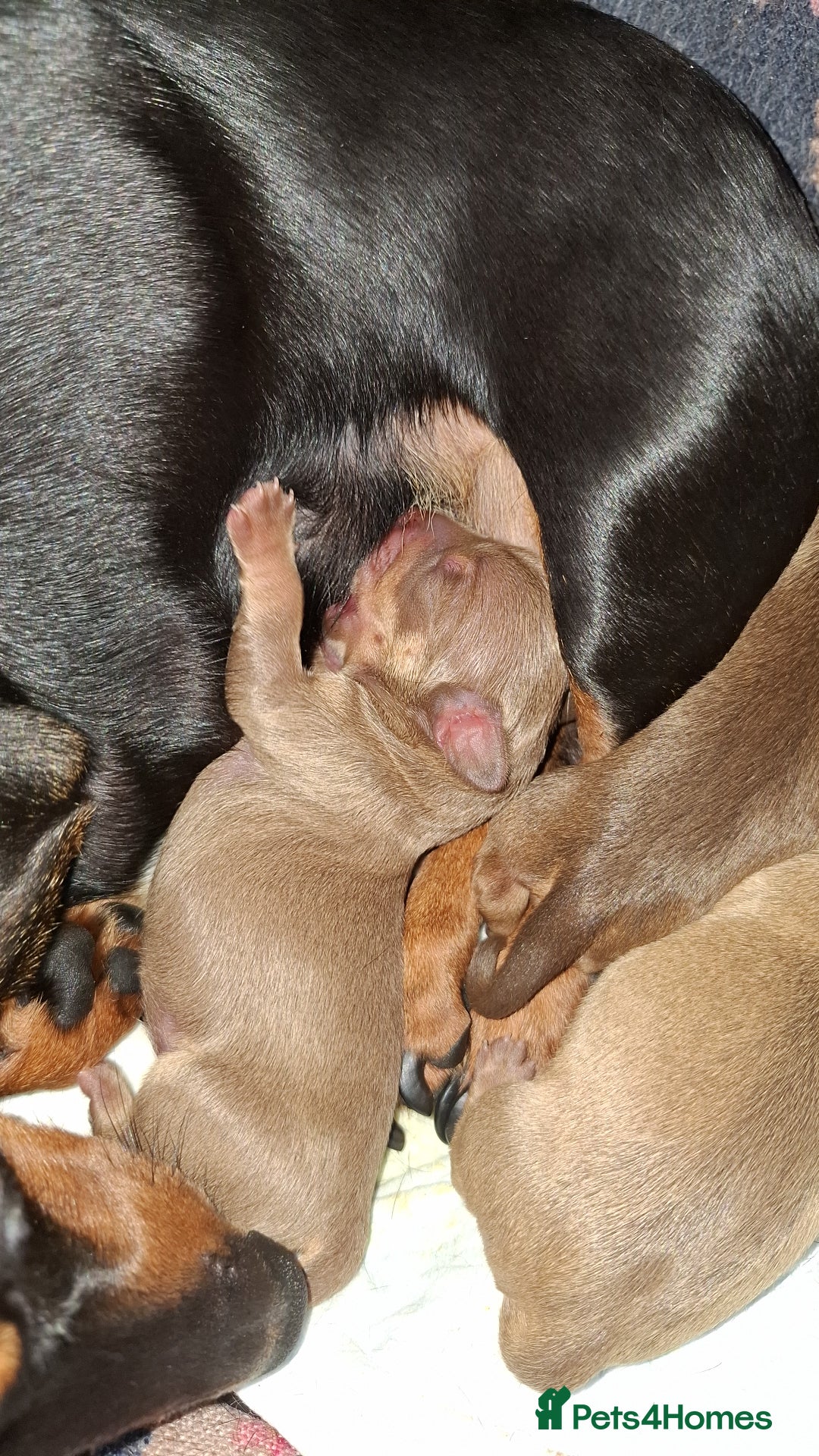 Mixed Breed dogs for sale: Miniature dachsund x chihuahua puppies - Image 3