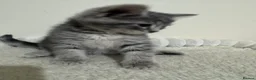 Domestic Shorthair cats for sale: Lovely tabby kittens - Advert 16