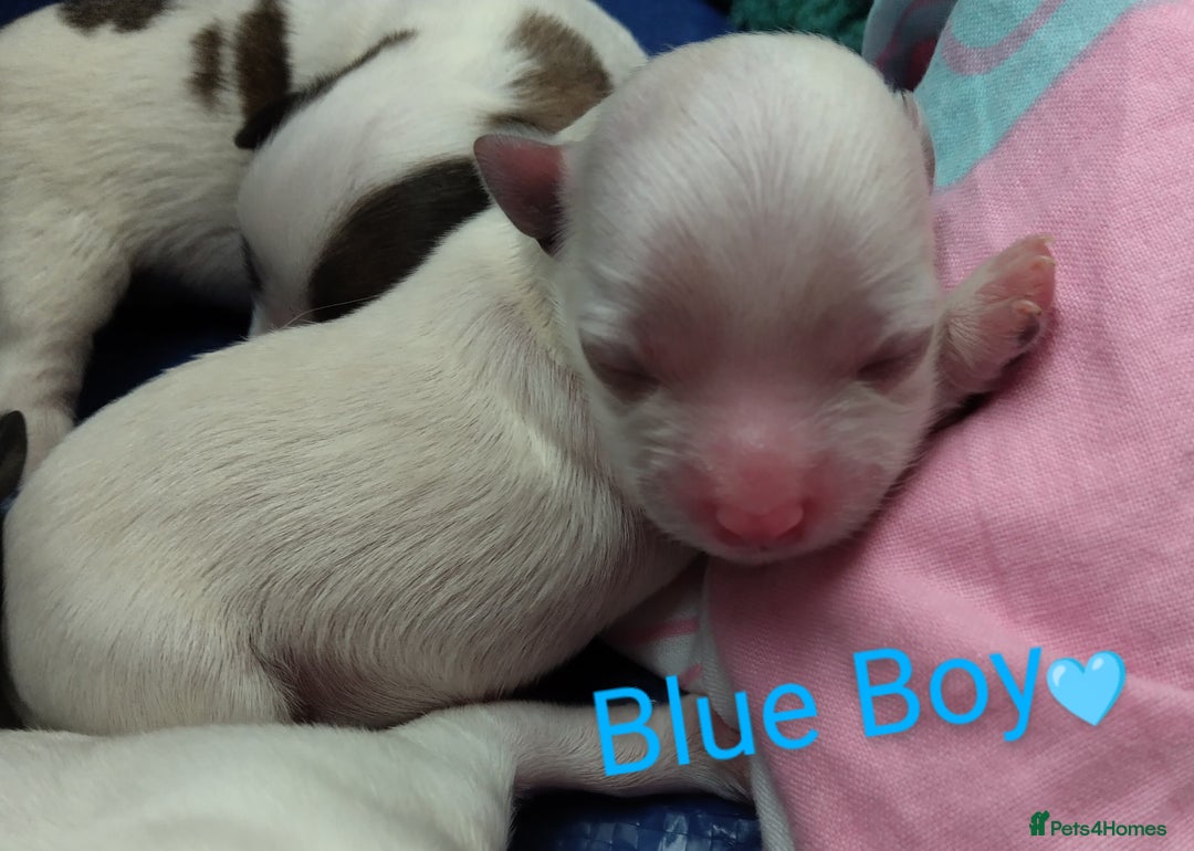Morkie dogs for sale: Beautiful Morkie Puppies - Image 2