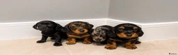 Dachshund dogs for sale: Dachshund puppies in London - Advert 7