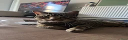 British Shorthair cats for sale: Tabby boy available  - Advert 11