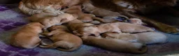 Golden Retriever dogs for sale: GOLDEN RETREVER PUPPIES in Worksop - Advert 5