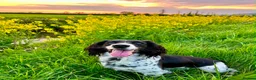 English Springer Spaniel dogs for sale: FTCh Sired ESS Puppies For Sale in Axbridge - Advert 10