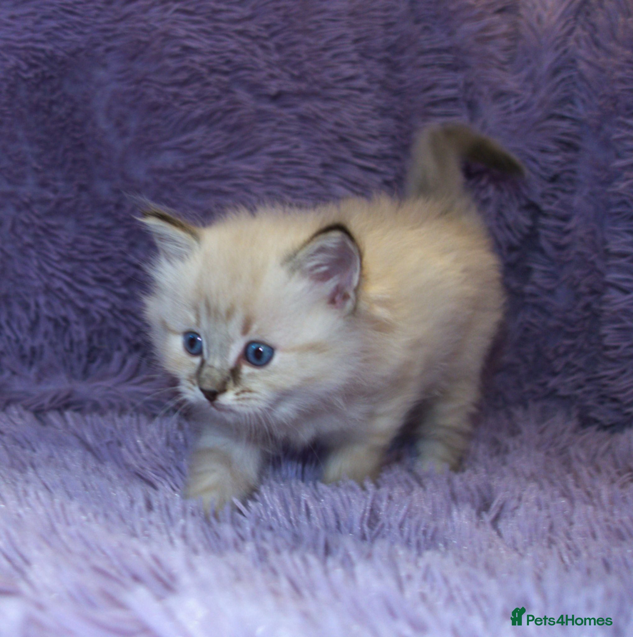 Ragdoll cats Ragdoll Kittens - 3 girls 1 boy - Advert 2