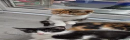 Mixed Breed cats for sale: 5 Beautiful Mix Breed Little Kittens For Sale in Hereford - Advert 12