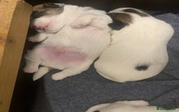 Jack Russell dogs for sale: KC Registered Jack Russell Puppies - Image 5