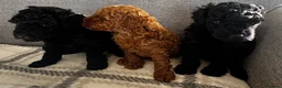 Toy Poodle dogs for sale: Beautiful Toy Poodle Puppies All Girls For Sale - Advert 6