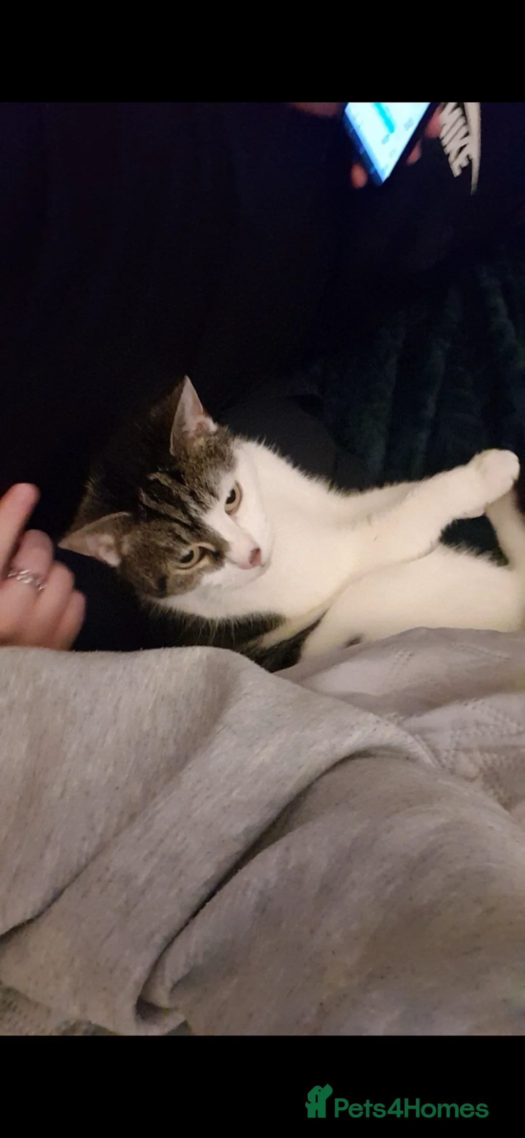 Domestic Shorthair cats for sale: BEREAVEMENT CASE: Two domestic shorthair FEMALE in Oldbury - Advert 2