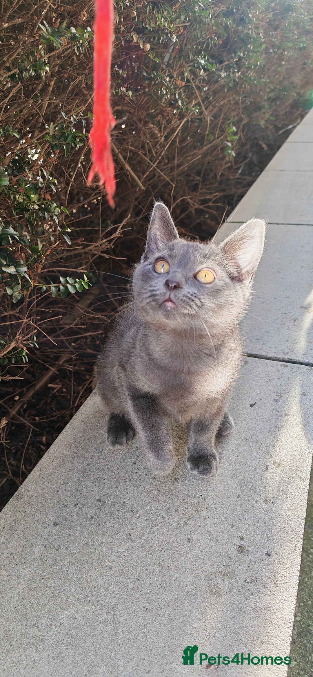 Russian Blue cats for sale:  Russian blue kittens with cute bobtail  - Advert 1