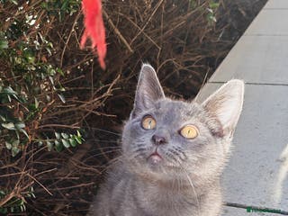 Russian Blue cats Russian blue kittens with cute bobtail - Advert 2