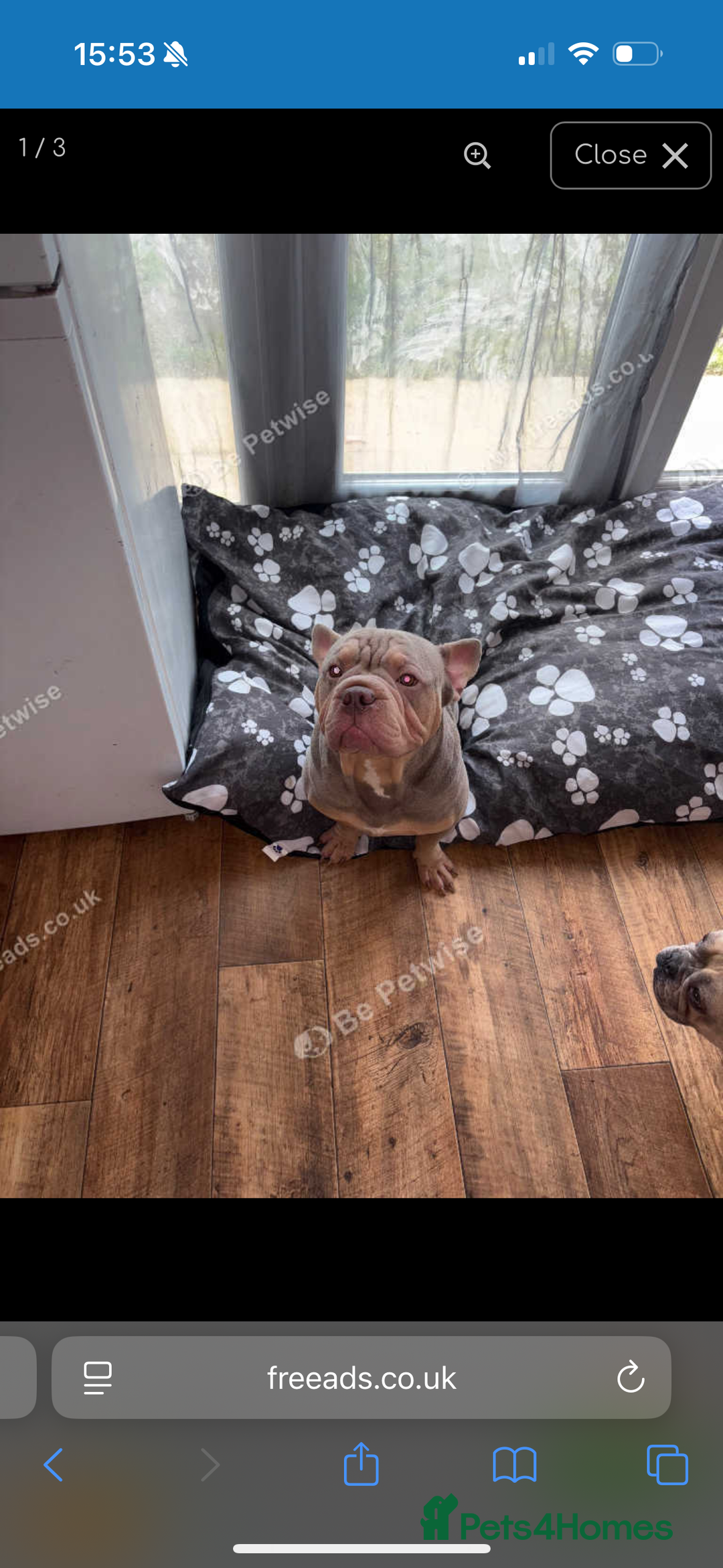 French Bulldog dogs for sale: Male and female frenchie  - Advert 2
