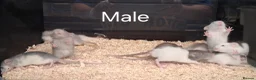 Rat rodents for sale: Baby Dumbo Rat's, Natural , Rex , Nakeds  - Advert 21