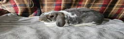 Mixed Breed rabbits for sale: Beautiful boys  - Advert 2