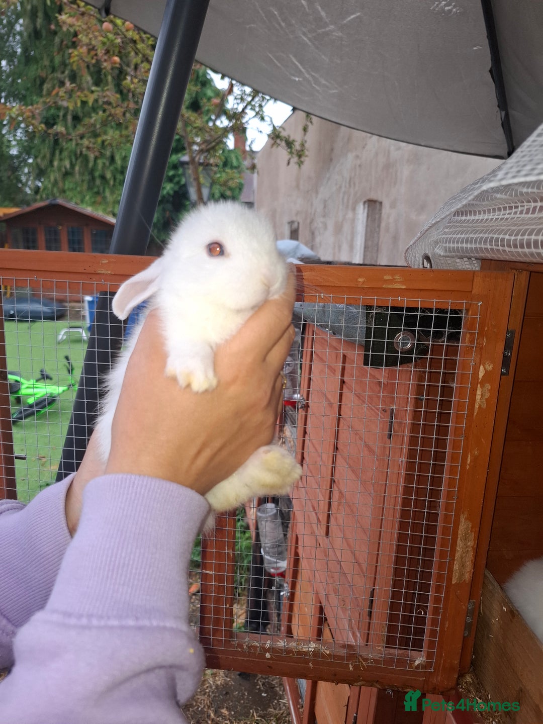 Lionhead rabbits for sale: Baby lionheads for sale - Image 3