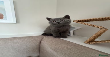 British Shorthair cats - Advert 12