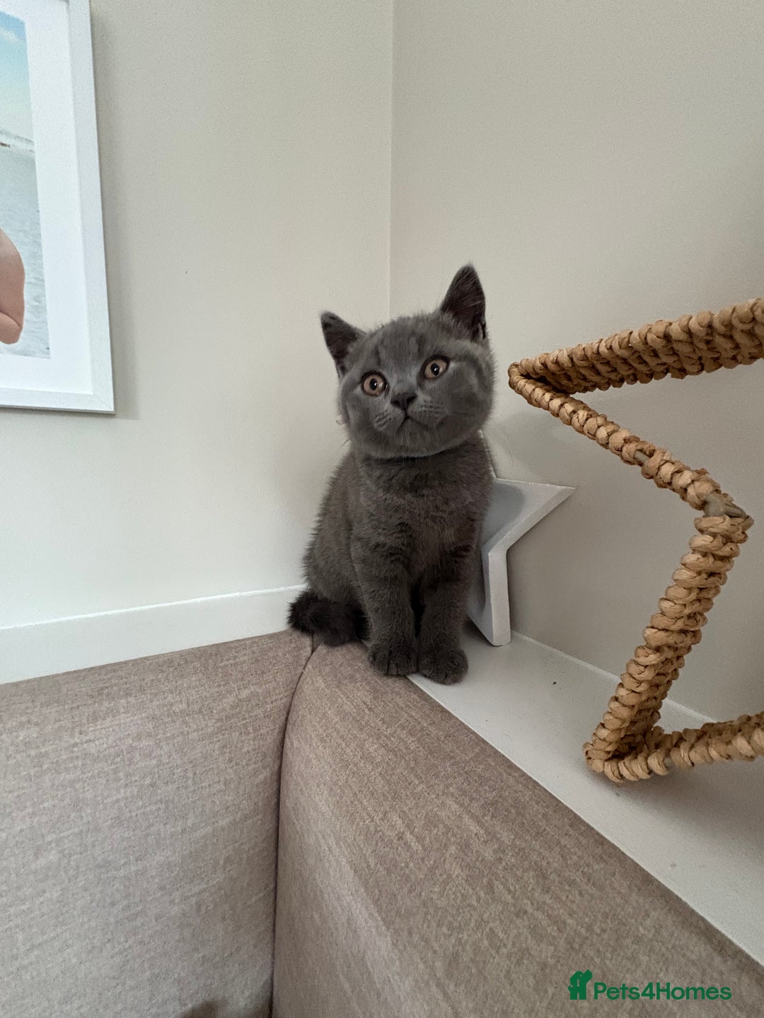 British Shorthair cats for sale: Beautiful BSH kittens- 1 boy remaining! REDUCED 🐾 - Image 3