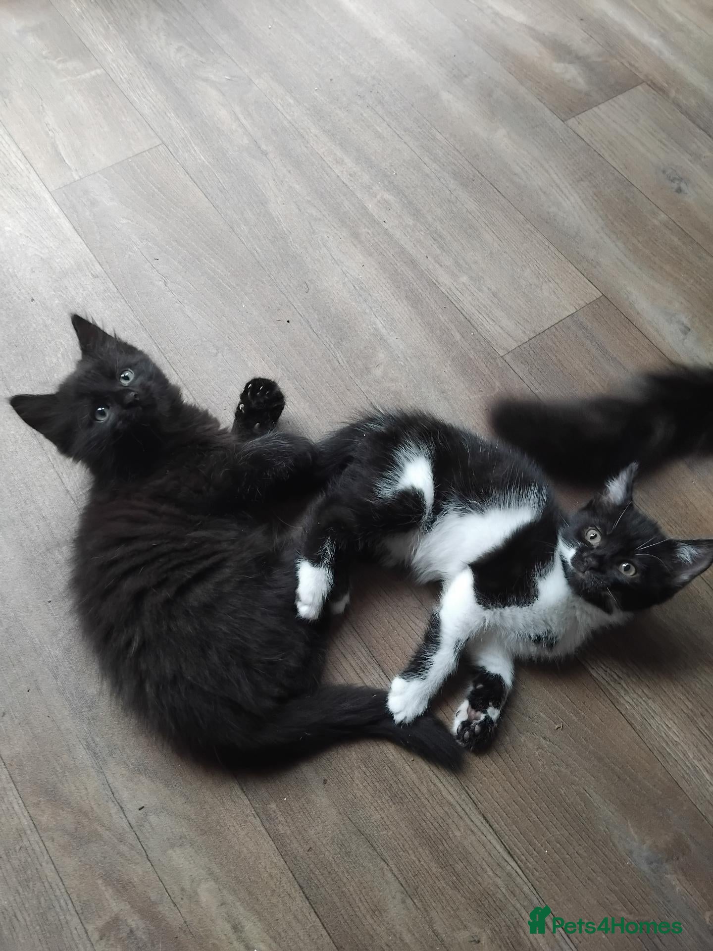 Mixed Breed cats beautiful kittens 😸 ready for new home  - Advert 2