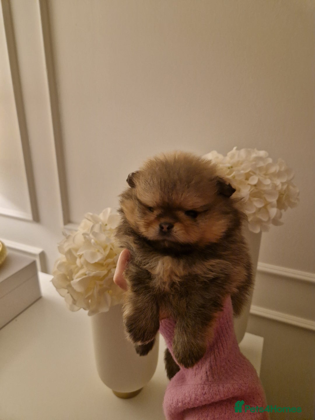 Pomeranian dogs for sale: **SOLD** KC Reg Pom– Orange Sable Boy - Advert 6