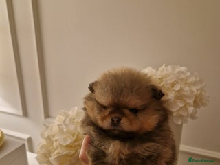 Pomeranian dogs Adorable KC Reg Pomeranian Pup– Orange Sable Boy - Advert 3