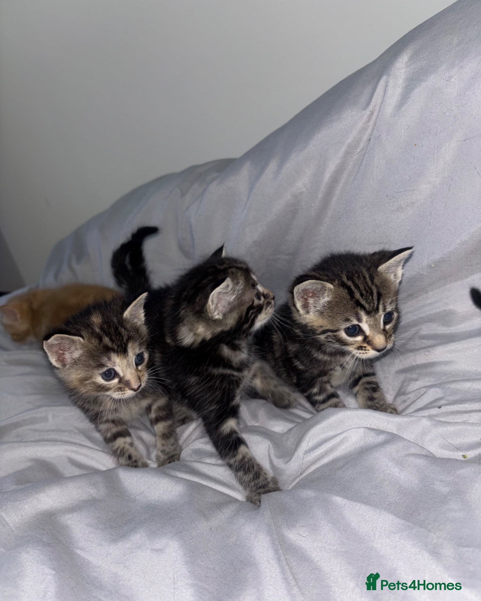 Mixed Breed cats 5 Beautiful Tabby Mixed Kittens  - Advert 4