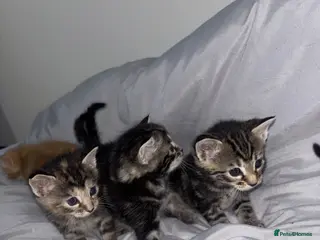 Mixed Breed cats 5 Beautiful Tabby Mixed Kittens - Advert 4