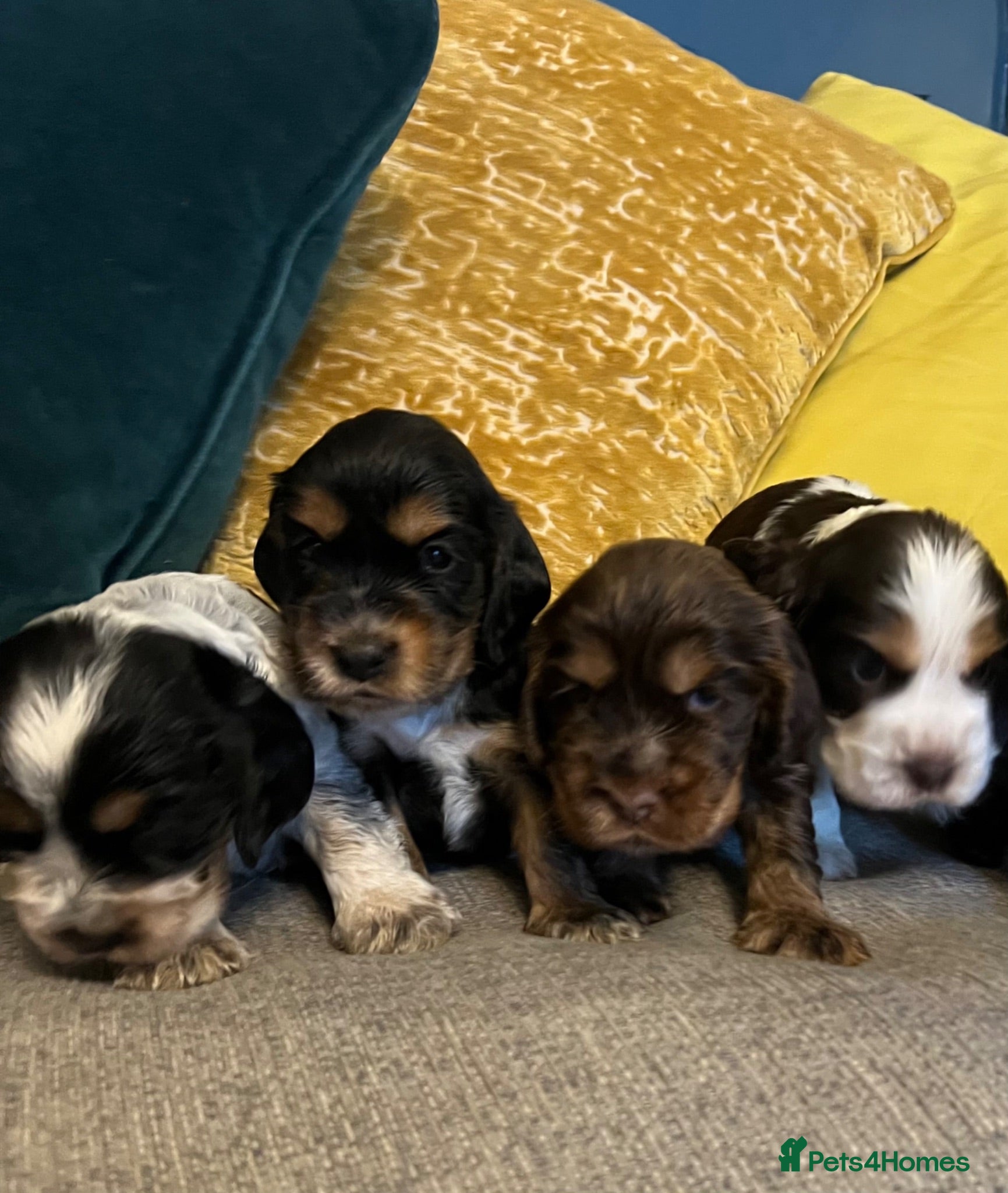 Cocker Spaniel dogs Show Type Cocker Spaniel Puppies - Advert 1
