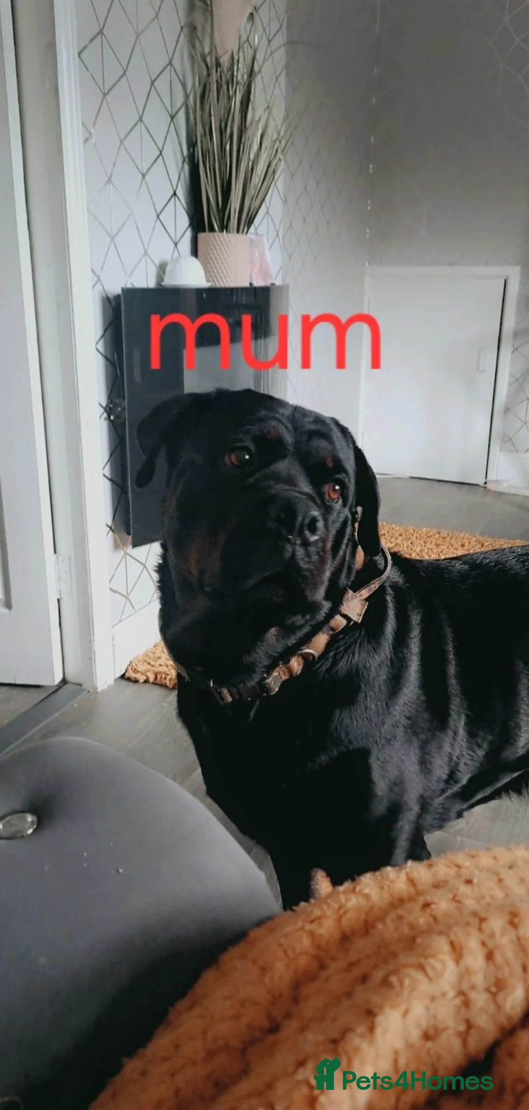 Rottweiler dogs for sale: 3 rottweiler pups left - Advert 6