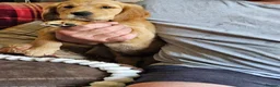 Golden Retriever dogs for sale: 3 gorgeous boys left - Advert 6