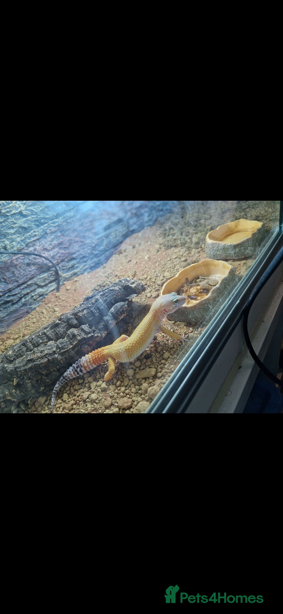 Gecko reptiles for sale: Leopard gecko - Advert 2