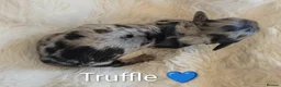 Miniature Dachshund dogs for sale: 🏆 Russian Champion lines + longhaired mini daxies - Advert 4