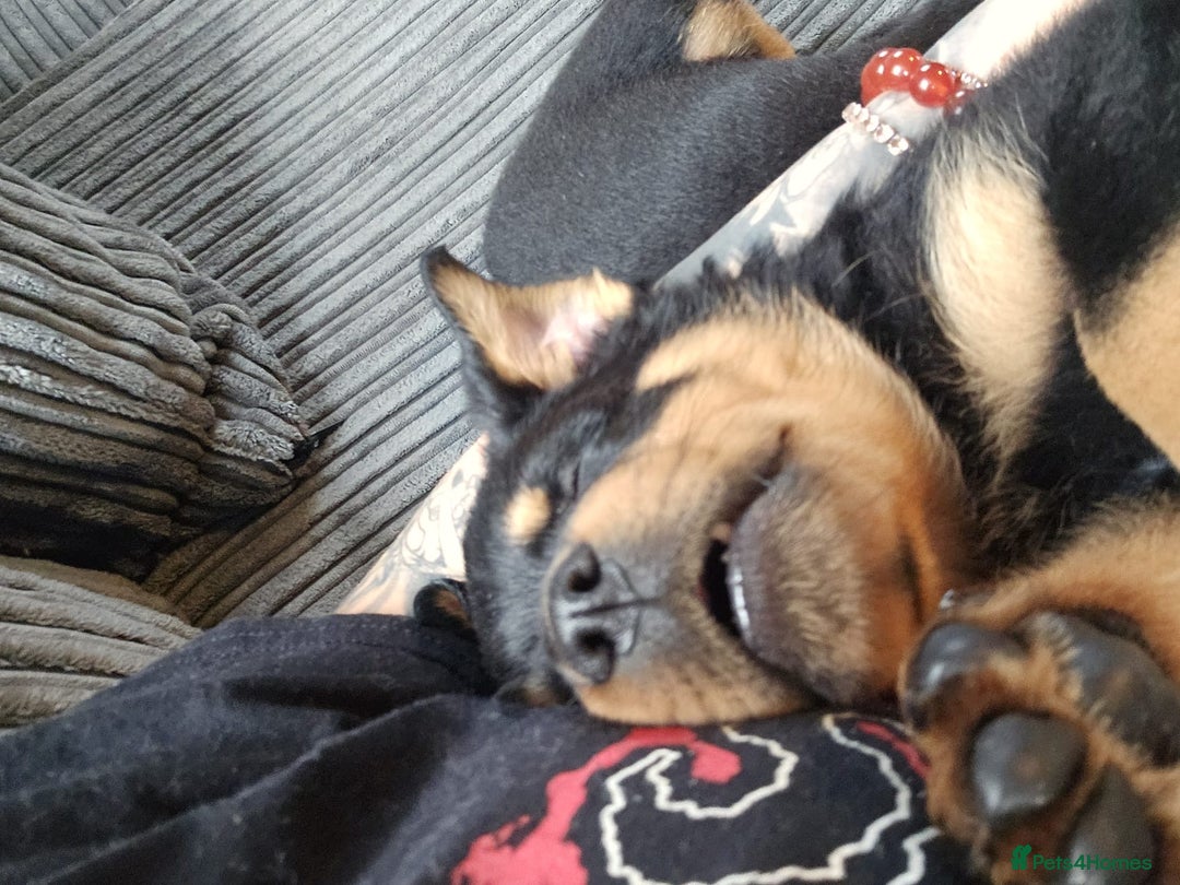 Mixed Breed dogs for sale: Beautiful chunky 3/4 Rottweiler 1/4 sharpei pups  - Advert 16