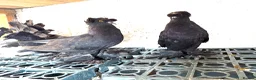 Pigeons birds for sale: Double crested trumpeters Pairs for sale  - Advert 4