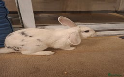 New Zealand rabbits for sale: Rabbit White Rabbits 🐇 - Image 3