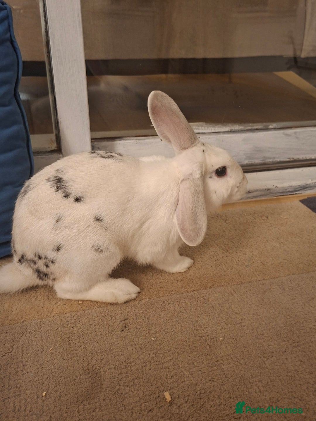 New Zealand rabbits for sale: Rabbit White Rabbits 🐇 - Image 3