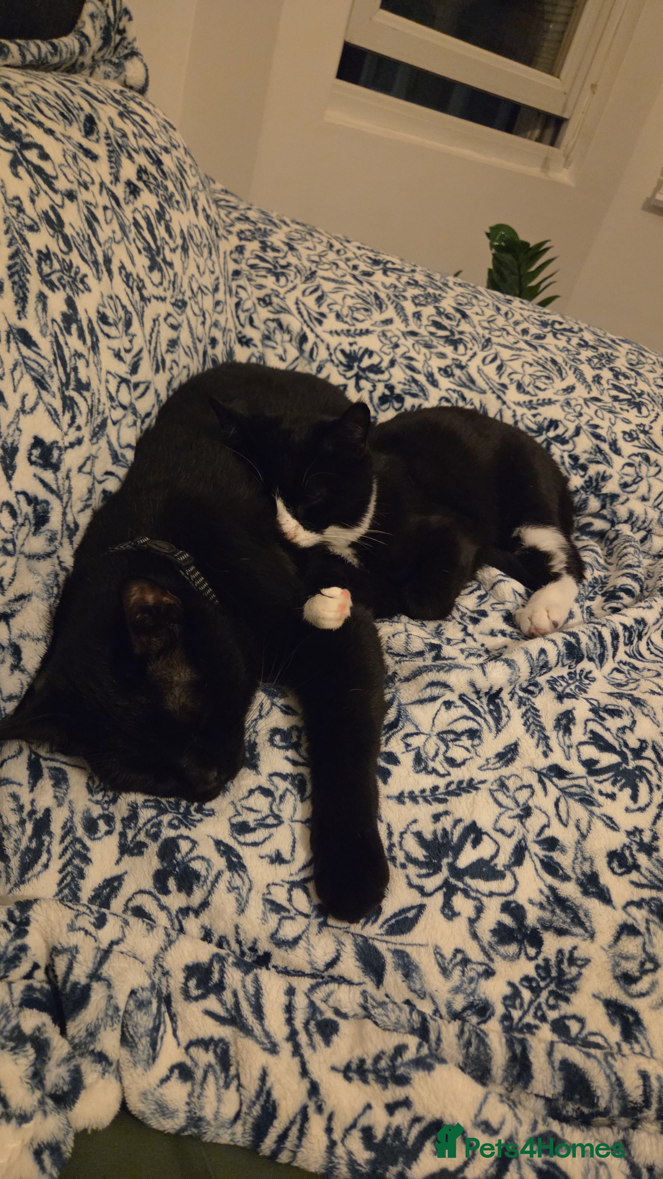 Mixed Breed cats for sale: Sweet Boy for new home - Advert 1