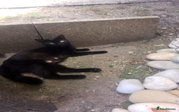 Exotic cats for sale: mixed breed tabby kittens - Advert 2