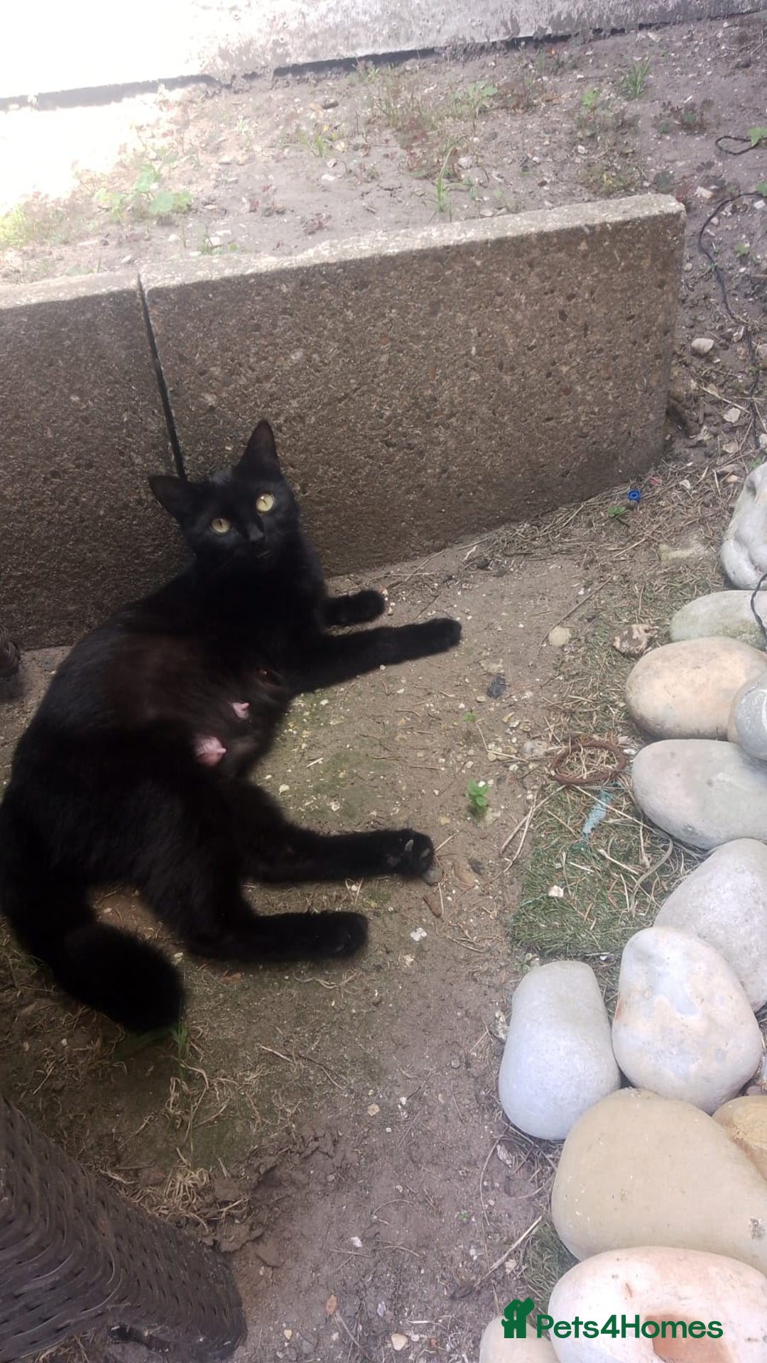 Exotic cats for sale: mixed breed tabby kittens - Advert 2