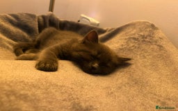 Turkish Angora cats for sale: Grey Turkish Angora Mixed Kitten - Image 4