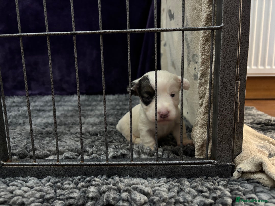 Sealyham Terrier dogs for sale: Sealyham Terrier Puppies  - Advert 10