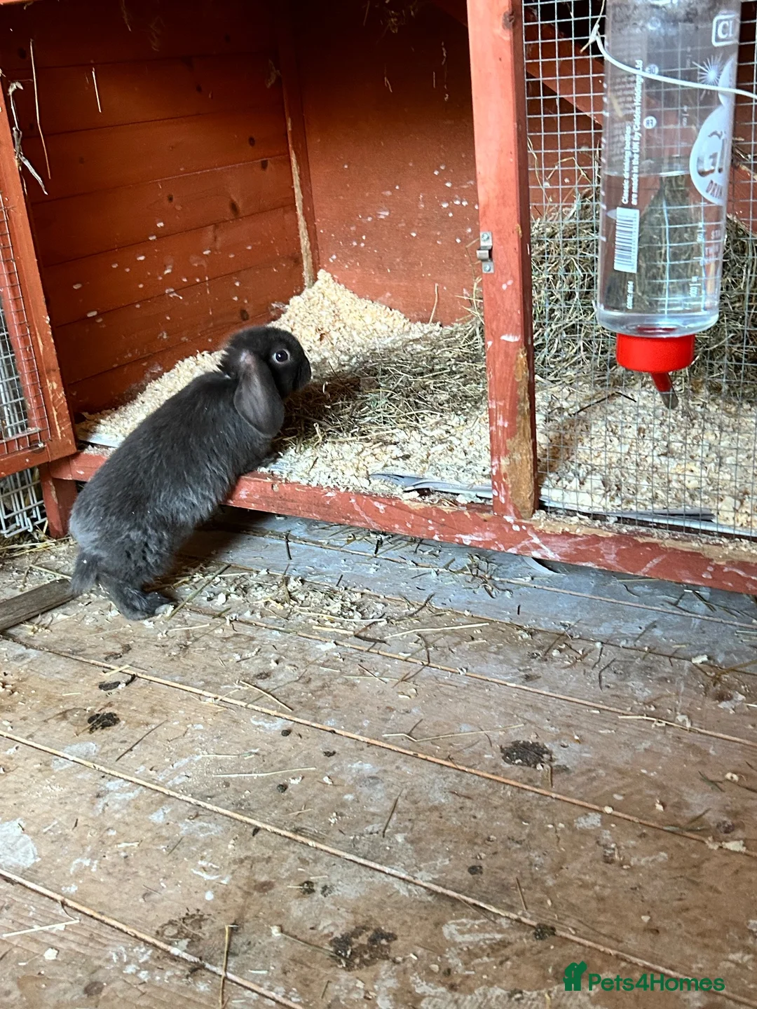 Mixed Breed rabbits for sale: 3 baby lop bunnies - Advert 2
