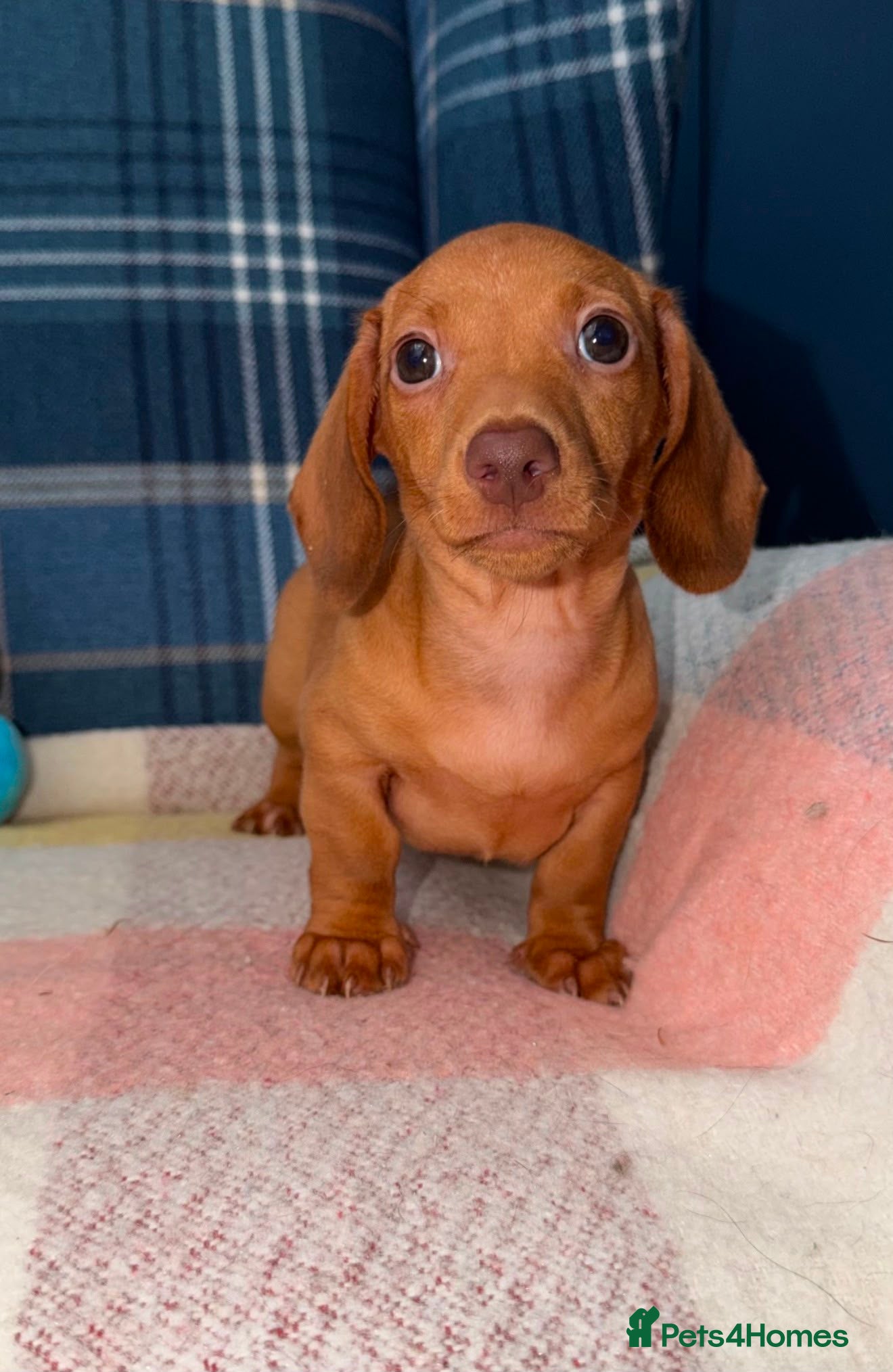 Miniature Dachshund dogs 💙💙One Chocolate Based Red Boy Left💙💙 - Advert 1